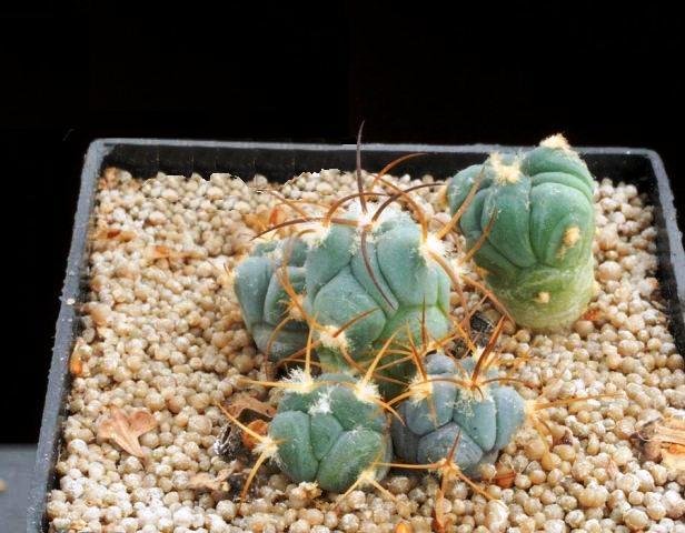 Echinocactus_horizonthalonius_2